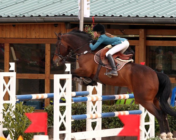 jumper Addis 5 (KWPN (Royal Dutch Sporthorse), 2005, from Tygo)