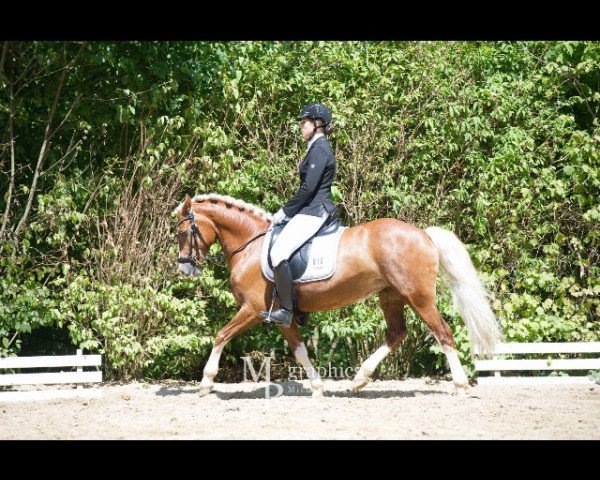 dressage horse Arvalon Rose of Shanon (Welsh-Cob (Sek. D), 2007, from Cwmmaddoc Appollo)