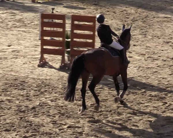 Reitturnier Siegen 2020