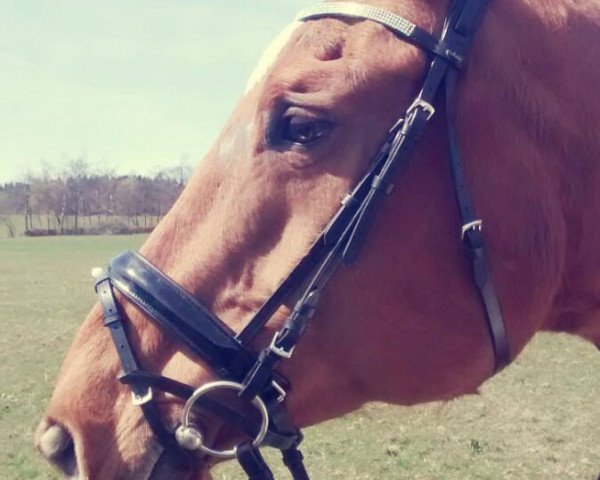 Pferd Angelina D.H. (Hannoveraner, 2015, von Alabaster)
