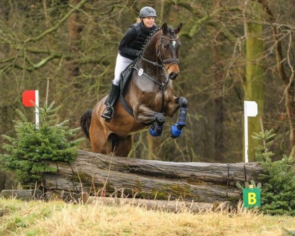 Springpferd Louboutin (Hannoveraner, 2009, von Lizitant)