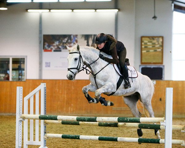 jumper Silverthorne (German Sport Horse, 2009, from Colorit)