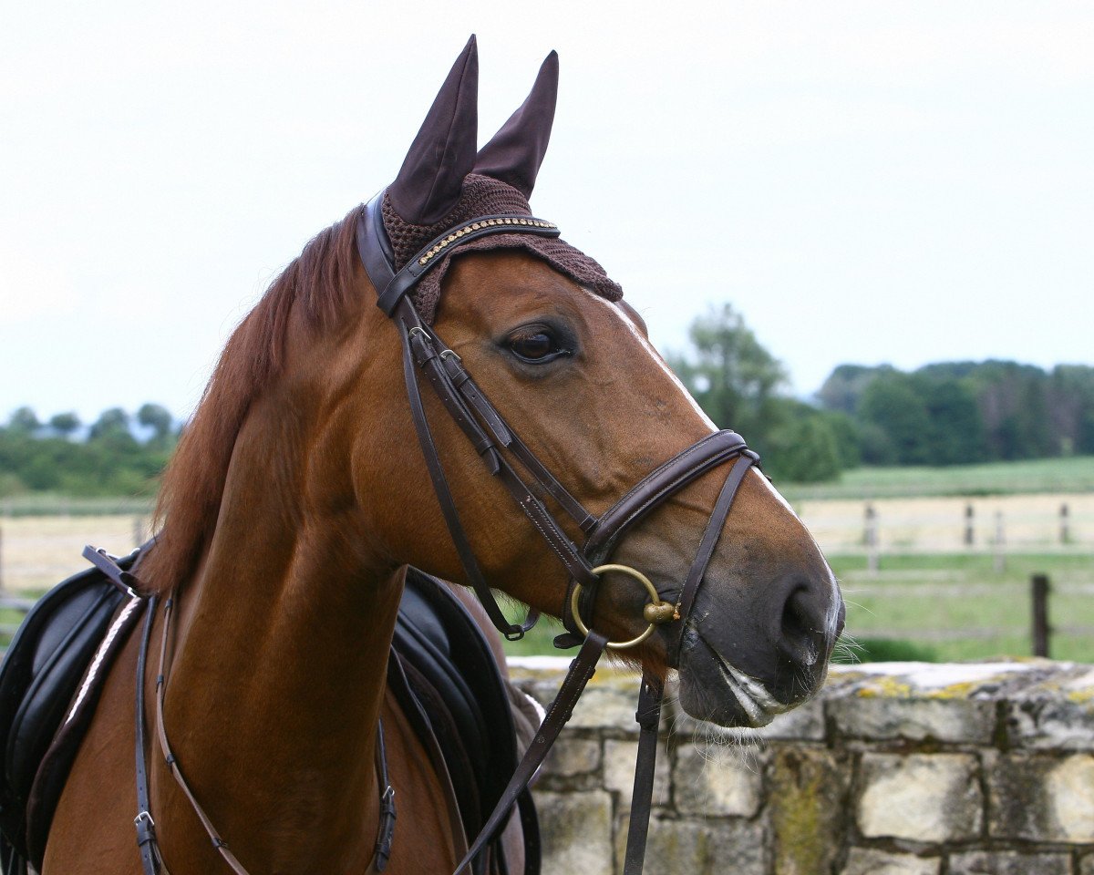 Zuchtstute Fleur Rouge (Westfale, 2002, von Fürst Piccolo)