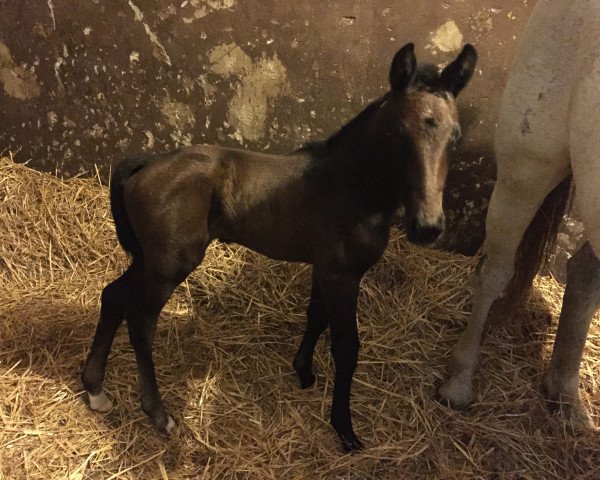 horse Emperia (Sella Italiano, 2015, from Enzo Ferrari)