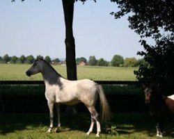 dressage horse Didalgo (Westphalian, 2010, from Danilo 80)