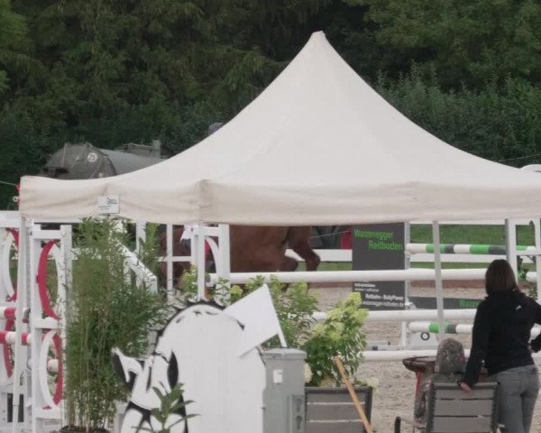 Reitturnier Öpfingen 2020