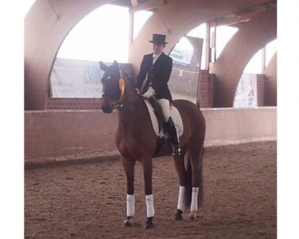 broodmare Delmonda (Hanoverian, 2005, from Dacaprio)