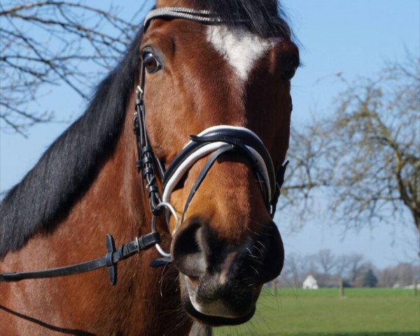 dressage horse Floran 5 (Westphalian, 2003, from Florestan I)