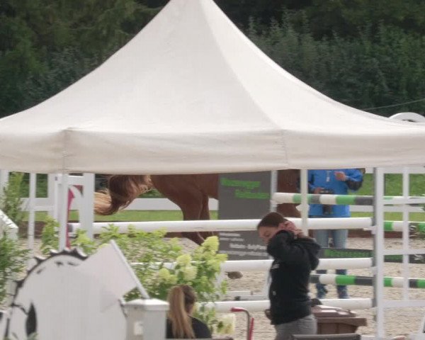 Reitturnier Öpfingen 2020