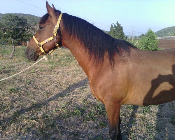 Pferd Remolino (sonstiges Warmblut, 2003)
