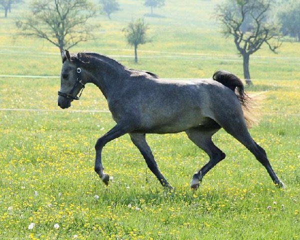 stallion PC SHAGAHLL ox (Arabian purebred, 2005, from Ajm Armani ox)