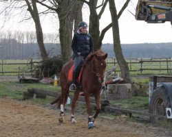 dressage horse Benjamin Button 4 (Westphalian, 2009, from Belissimo NRW)
