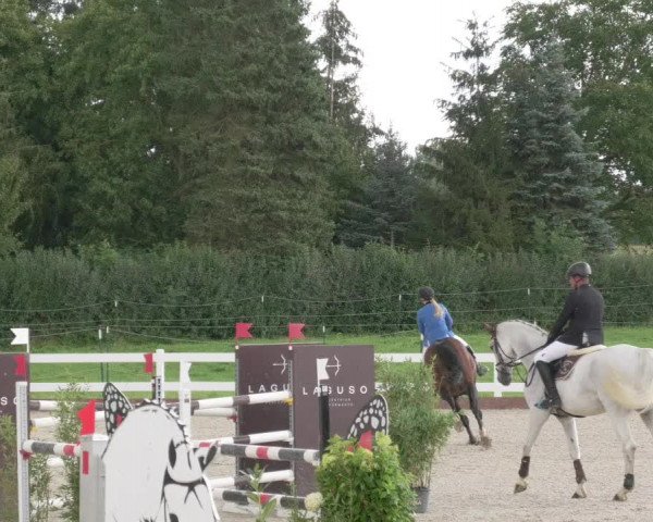Reitturnier Öpfingen 2020