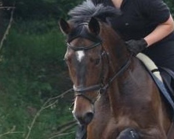 dressage horse Lizarro (Westphalian, 2005, from Lanciano)