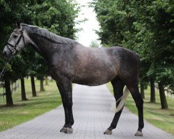 jumper Curt 23 (German Warmblood, 2010, from Colestus)