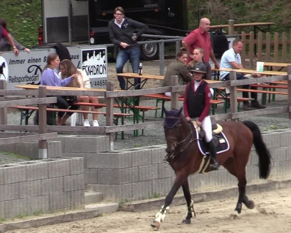 Reitturnier Siegen 2020