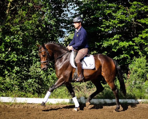 horse Destino (Hanoverian, 2011, from Don Nobless)