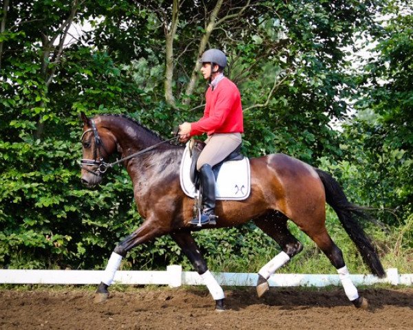 Pferd Wallach von Don Romeo (Hannoveraner, 2011, von Don Romeo)