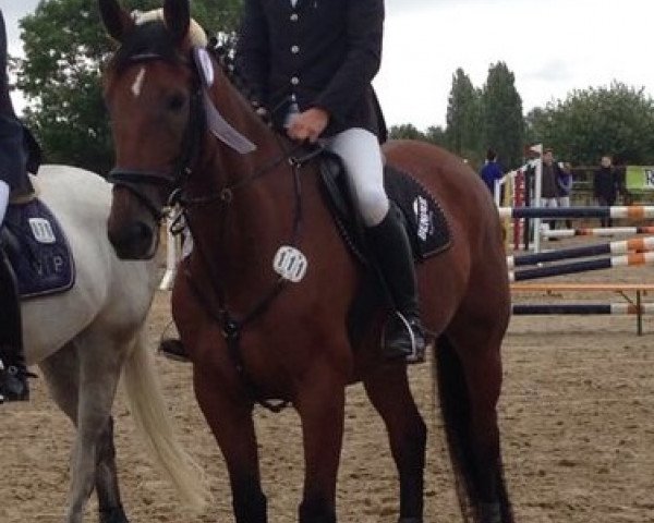 broodmare Chajuba B II (German Sport Horse, 2005, from Consul)