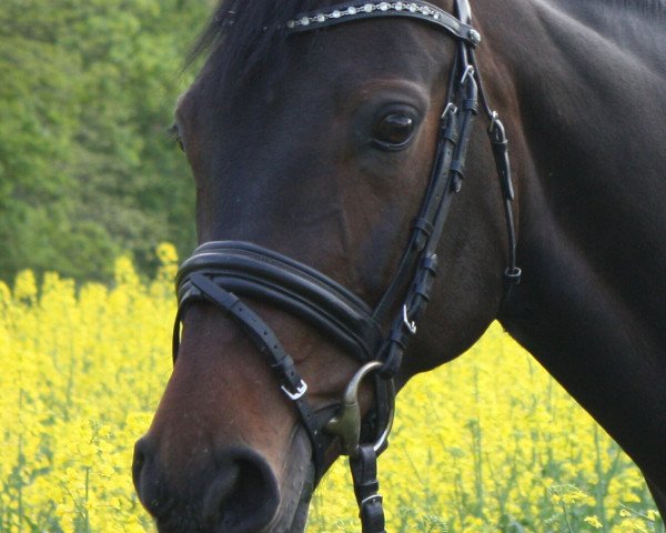 Springpferd La Petite Emily T (Württemberger, 2007, von Lancerto)