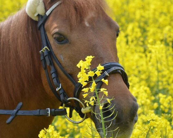 dressage horse Arabella 657 (unknown, 2001, from Unbekannt)
