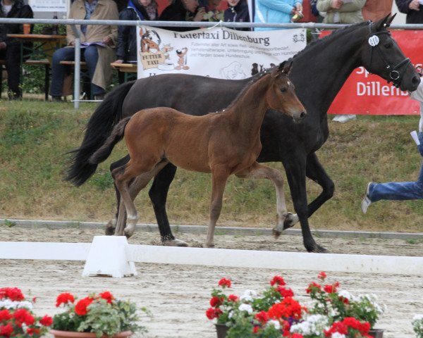 horse Cordial (Hanoverian, 2015, from Conteur)