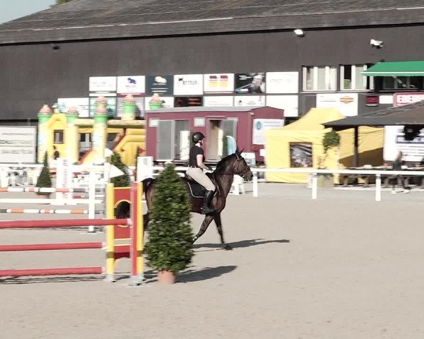 Pferdesporttage Bülach 2021