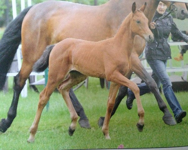 Pferd Champagnerlaune (Oldenburger Springpferd, 2011, von Chaccos' Son)