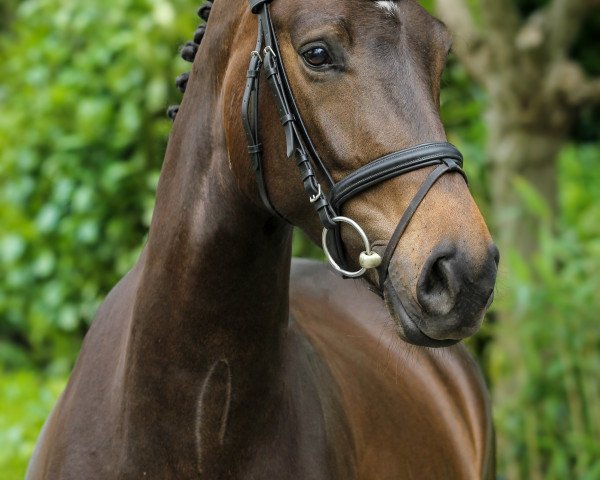 Pferd Hoftraum V (Hannoveraner, 2011, von Hofmarschall V)