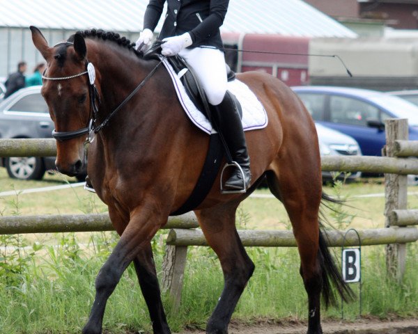 horse Captain Morgan 10 (German Sport Horse, 2005, from Collini)