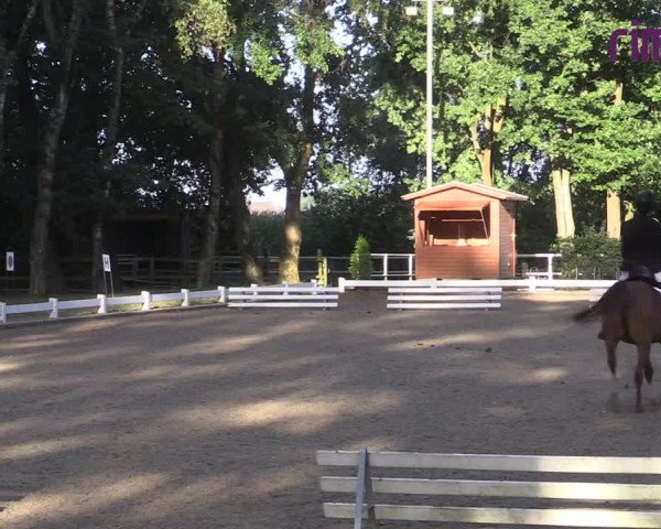 Reitturnier Heiden 2020