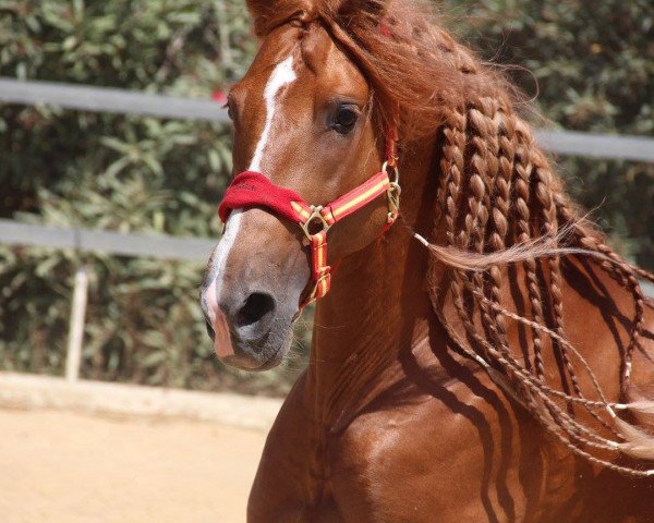 Pferd Rebujito (Andalusier, 2008)