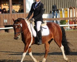 dressage horse Indiana Jones 44 (Quarter Pony, 2002, from Unbekannt Pony)