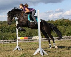 dressage horse Pan-Tau 11 (German Riding Pony, 2003, from Hengst von Nantano)