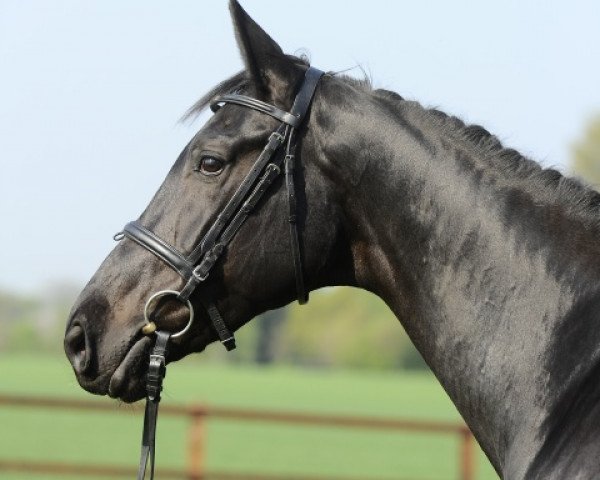 broodmare Ursa Major 2 (Belgian Warmblood, 2004, from Querlybet Hero)