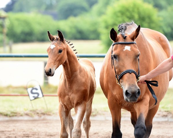 horse Larcons Son (Holsteiner, 2015, from Larcon)