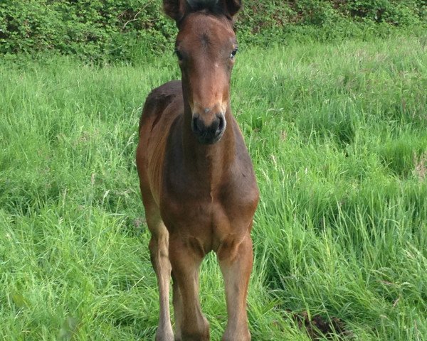 horse Dulce Rita (Oldenburg show jumper, 2015, from Don Diarado)