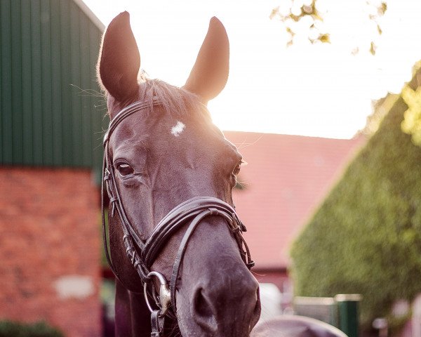 Zuchtstute Sunlight H (Rheinländer, 2002, von Show Star)