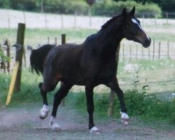 dressage horse Ramses 142 (Westphalian, 2005, from Rosencharmeur)
