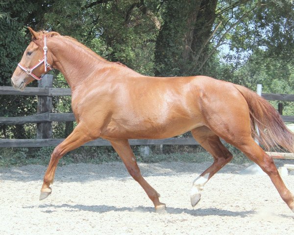 Pferd Wallach von Vittorio (Belgisches Warmblut,  , von Vittorio 8)