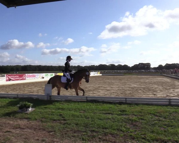 Reitturnier Ostbevern 2020