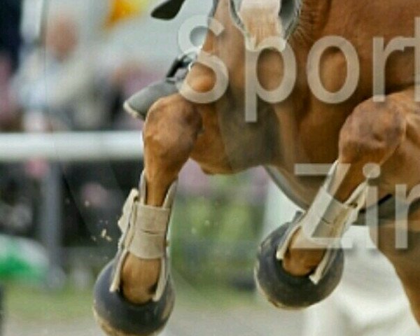 dressage horse Waikiki 157 (unknown,  , from Weltbürger)