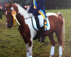Dressurpferd Nagano (Deutsches Reitpony, 1998, von Nadol)