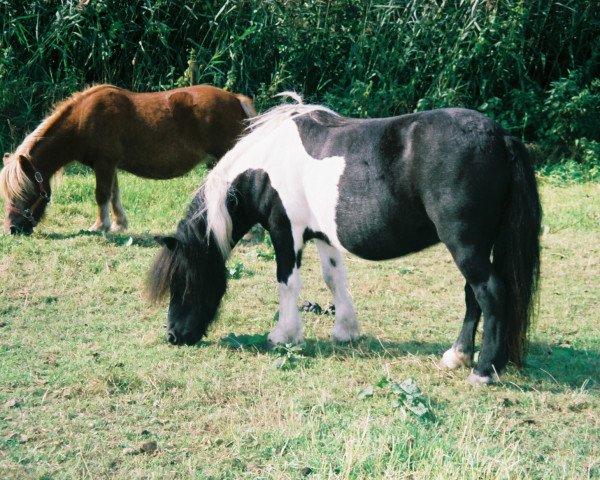 broodmare Lundi v.Beemden's Courage (Shetland Pony, 1996, from Duc van de Pony Hoeve)
