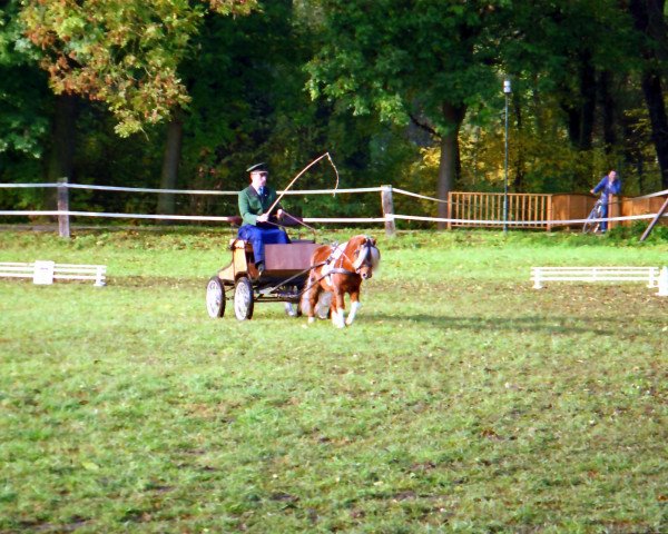 stallion Polko van Beemden's Courage (Shetland Pony, 2000, from Lucky-Star v.Hoeve Eelwerd)