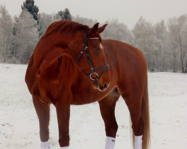Dressurpferd Red Zac 5 (Westfale, 2007, von Rex Richard)
