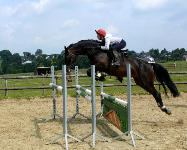Springpferd Cosima 177 (Hannoveraner, 2003, von Conteur)
