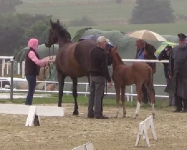 horse Stute von Diathago (Westphalian, 2015, from Diathago)