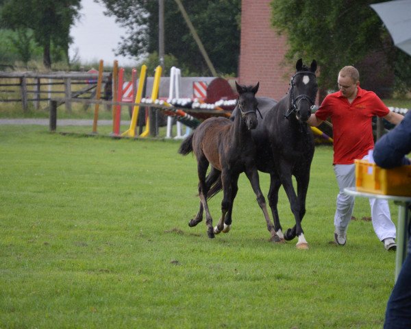 broodmare Ginsterhof`s Rabia (German Riding Pony, 2007, from Davenport I)