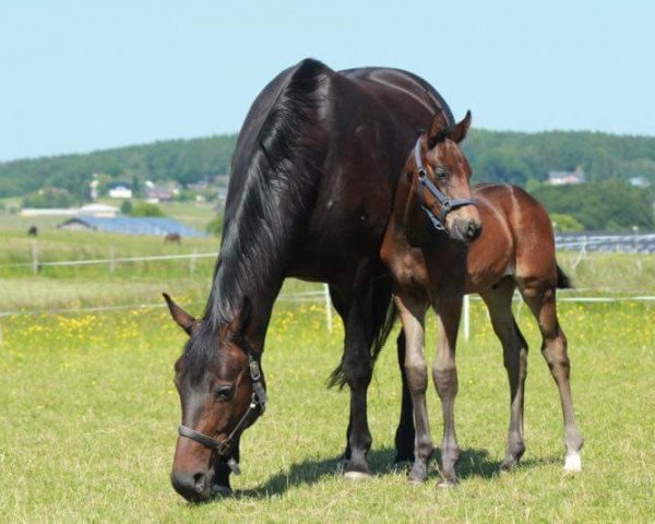 horse Dantes ' Deep Impact (Hanoverian, 2015, from Dante Weltino Old)